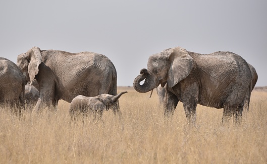 Mother & Baby Elephant at Etosha Park