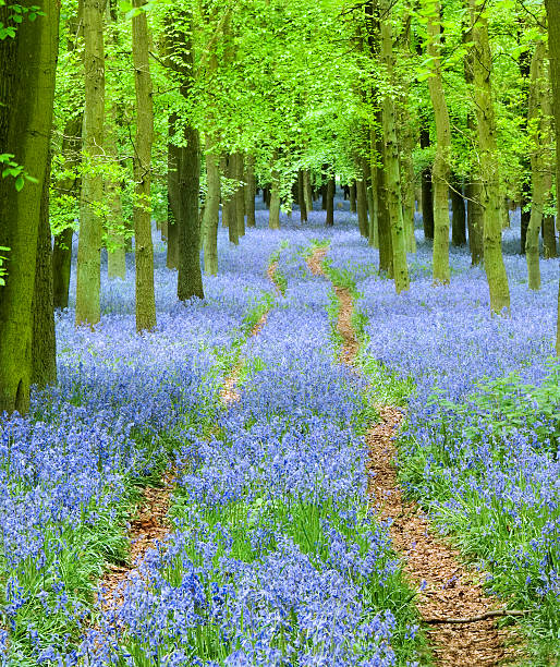 istock Path winding through a carpet of bluebells in a forest 172209923