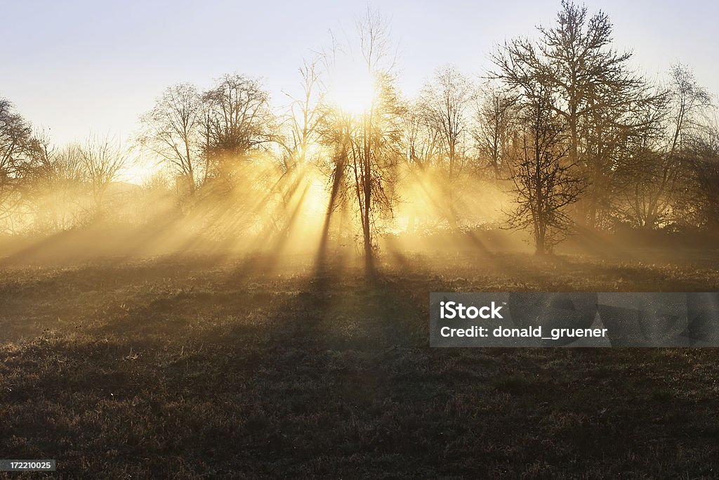 Misty lever du soleil - Photo de Arbre libre de droits