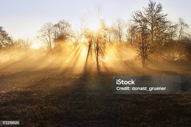 Photo libre de droit de Misty Lever Du Soleil banque d'images et plus d'images libres de droit de Arbre - Arbre, Aube, Brouillard