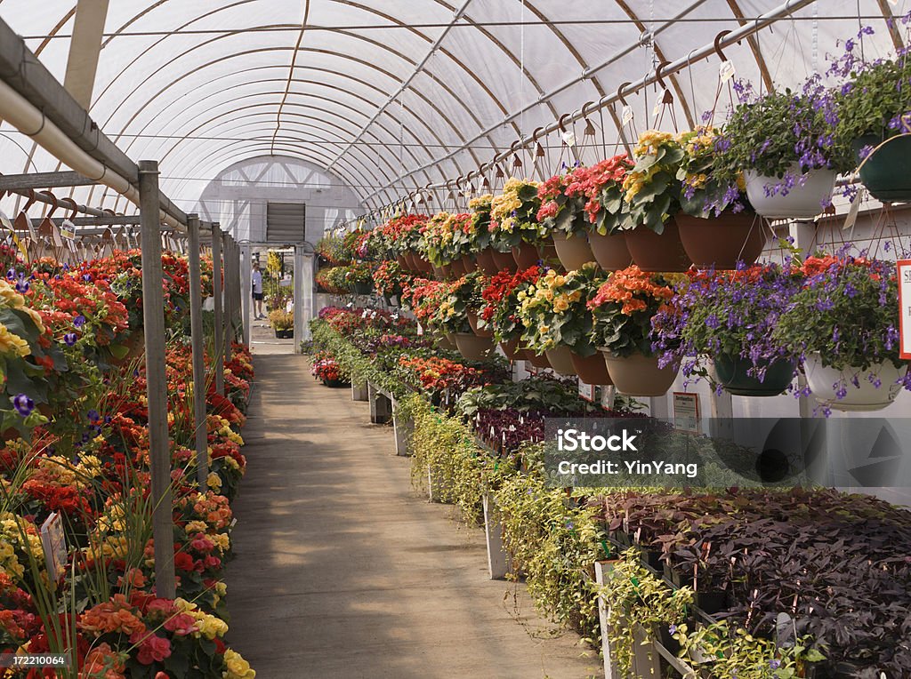 Jardim Central e Berçário com efeito de estufa de flores em vaso de plantas Vitrine de varejo - Foto de stock de Begônia royalty-free