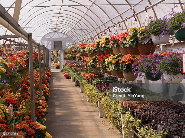 Foto de Jardim Central E Berçário Com Efeito De Estufa De Flores Em Vaso De Plantas Vitrine De Varejo e mais fotos de stock de Begônia