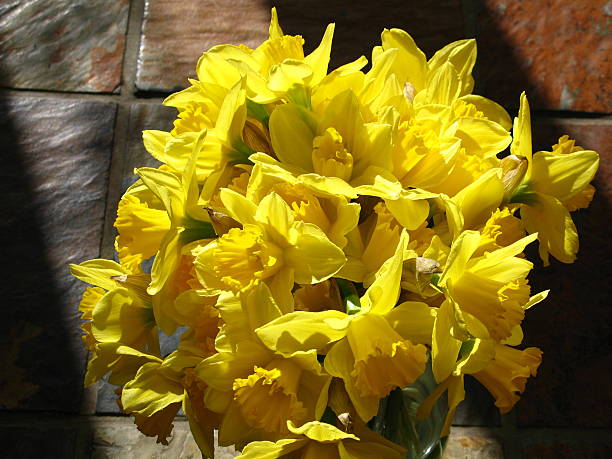 Daffodil close up stock photo
