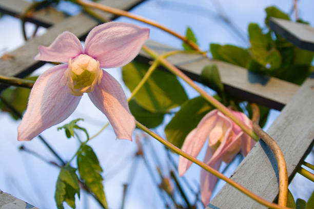 clematis on trellis close up of pink clematis on blue trellis clematis alpina stock pictures, royalty-free photos & images