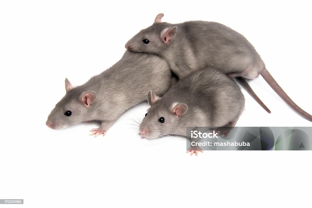 Trois rats - Photo de ADN libre de droits