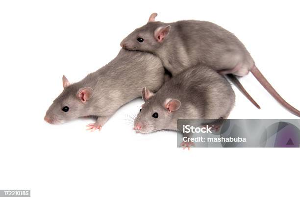 Foto de Três Rats e mais fotos de stock de Animal - Animal, Animal doméstico, Biologia