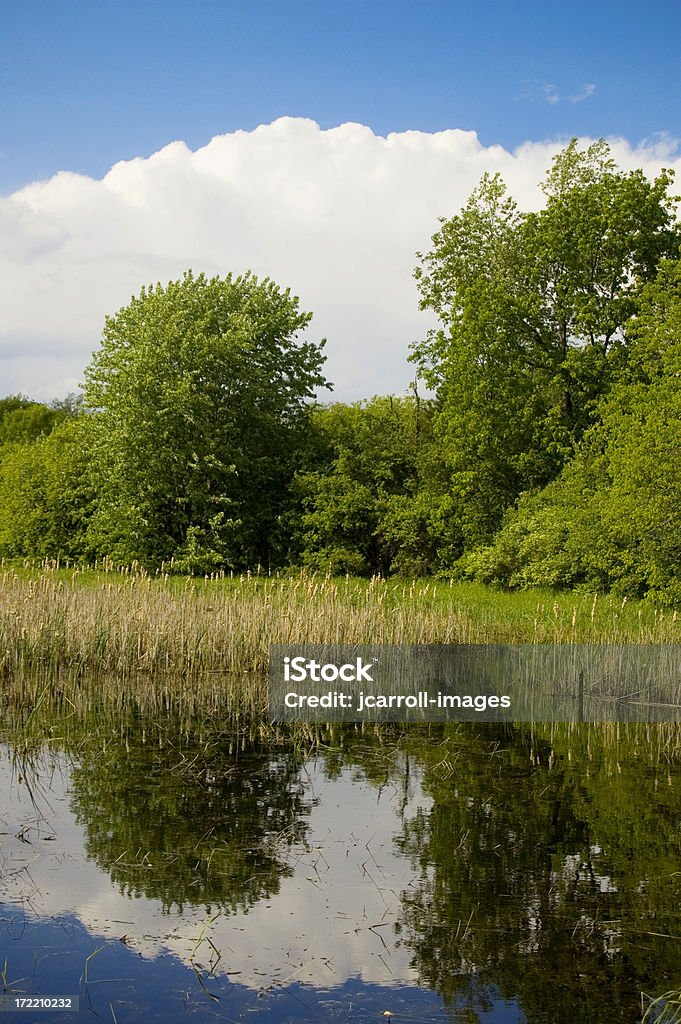 White Clouds and Trees Mirrored in Pond Beautiful day with blue sky, fluffy clouds, and trees reflecting on a pond. Beauty Stock Photo