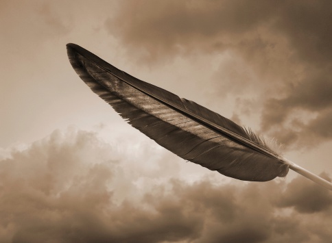 Closeup of a seagull feather done in sepia tone.