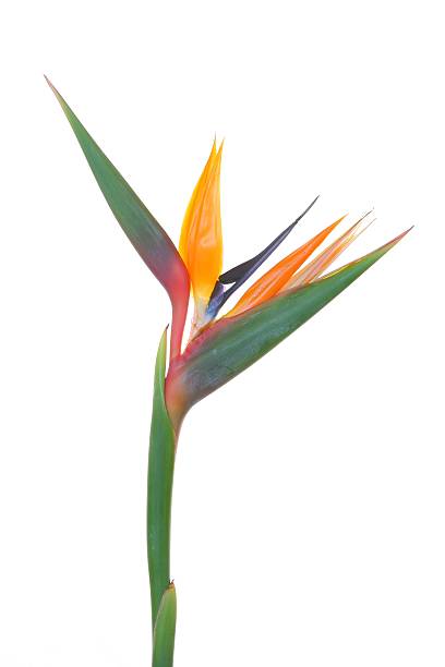 istock Bird of Paradise 172210303