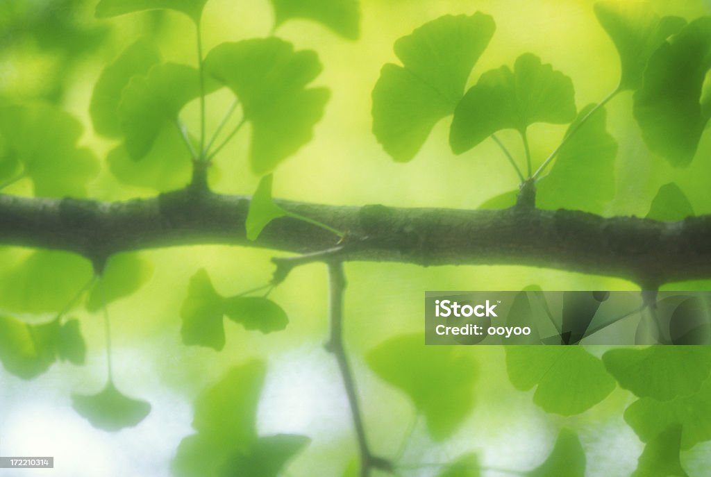 ディスリーブズ - イチョウの木のロイヤリティフリーストックフォト