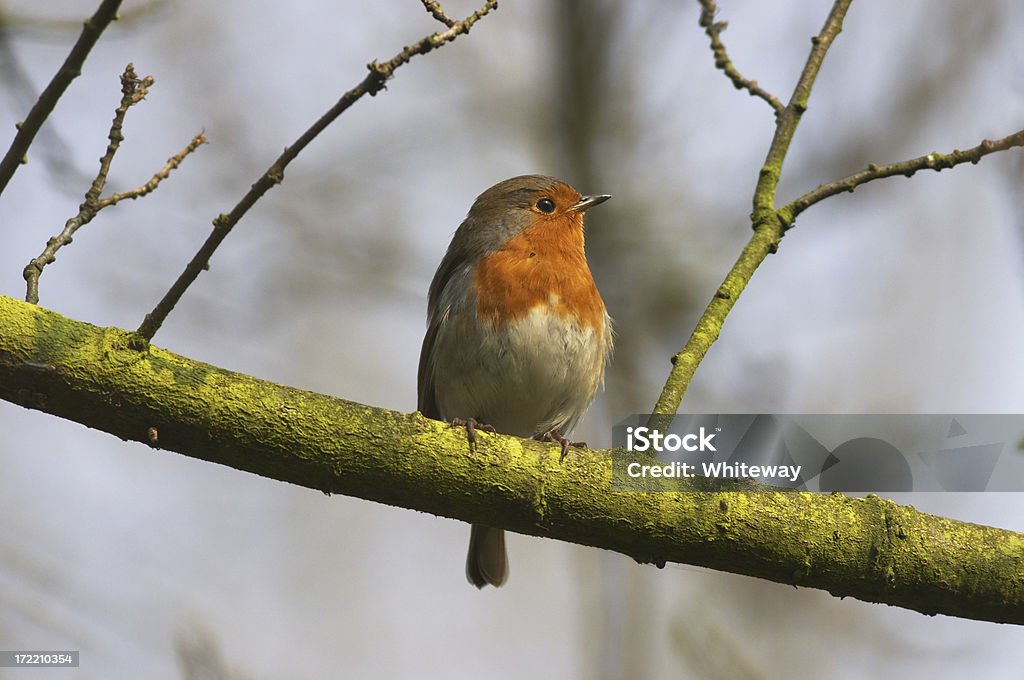 robin sentada na Europa um ramo verde - Royalty-free Animal Foto de stock