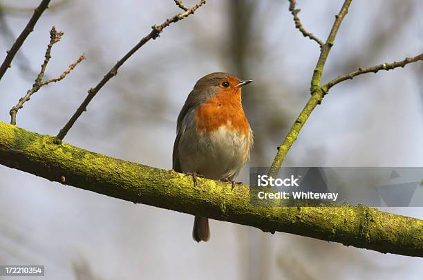 Robin Sentada Na Europa Um Ramo Verde - Fotografias de stock e mais imagens de Animal - Animal, Animal selvagem, Ao Ar Livre