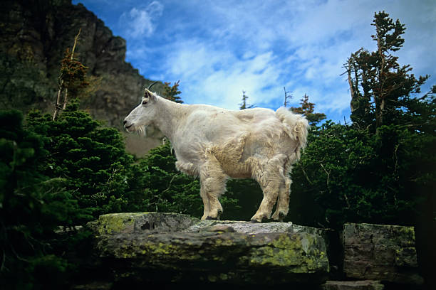 rocky mountain goat - montana british columbia glacier national park mountain mountain range stock-fotos und bilder