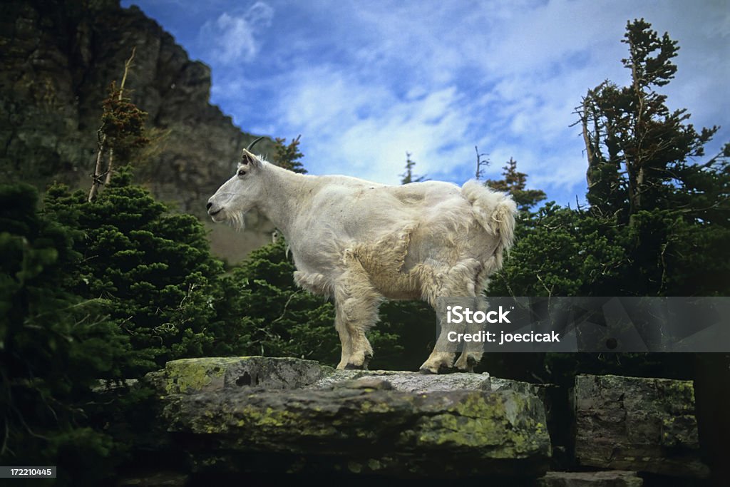 Capra delle Rocky Mountain - Foto stock royalty-free di Ambientazione esterna