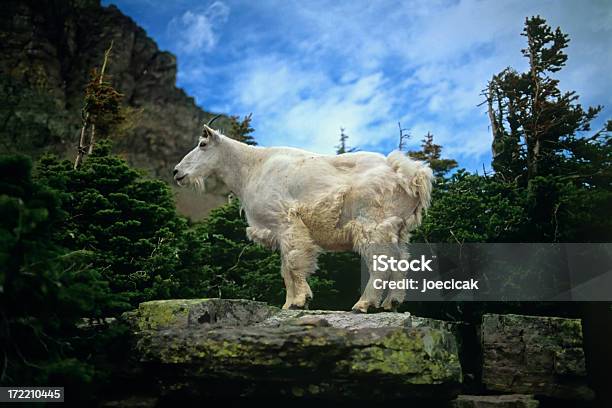 Capra Delle Rocky Mountain - Fotografie stock e altre immagini di Ambientazione esterna - Ambientazione esterna, Animale, Animale selvatico