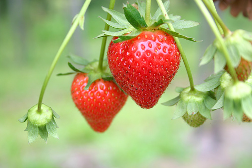 group of strawberries (hanging down) and strawberry flowers; main focus on the larger fruit in the centre (out-of-focus background)