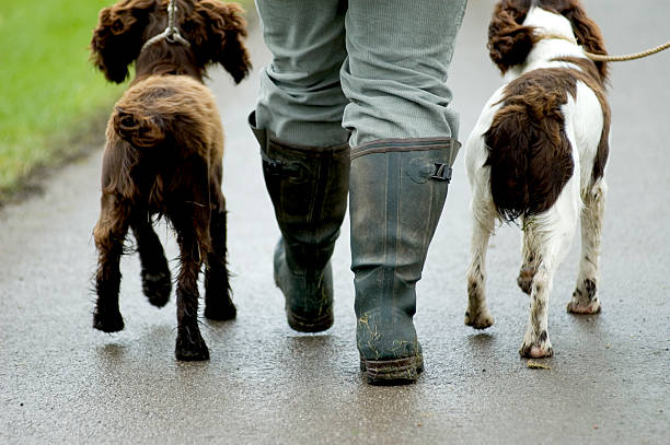 Spaniels