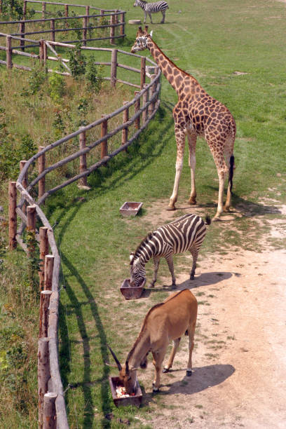 зоопарк вскармливания время для жирафа зебра антилопа - zoo prague fence giraffe стоковые фото и изображения