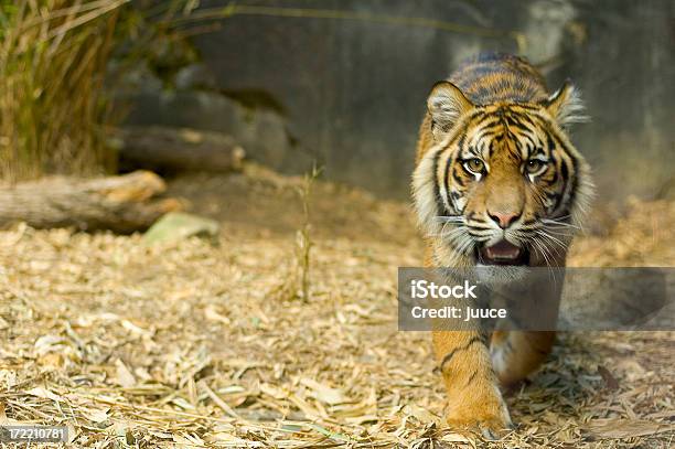 Tigre - Fotografias de stock e mais imagens de Tigre-de-bengala - Tigre-de-bengala, Animais caçando, Animal