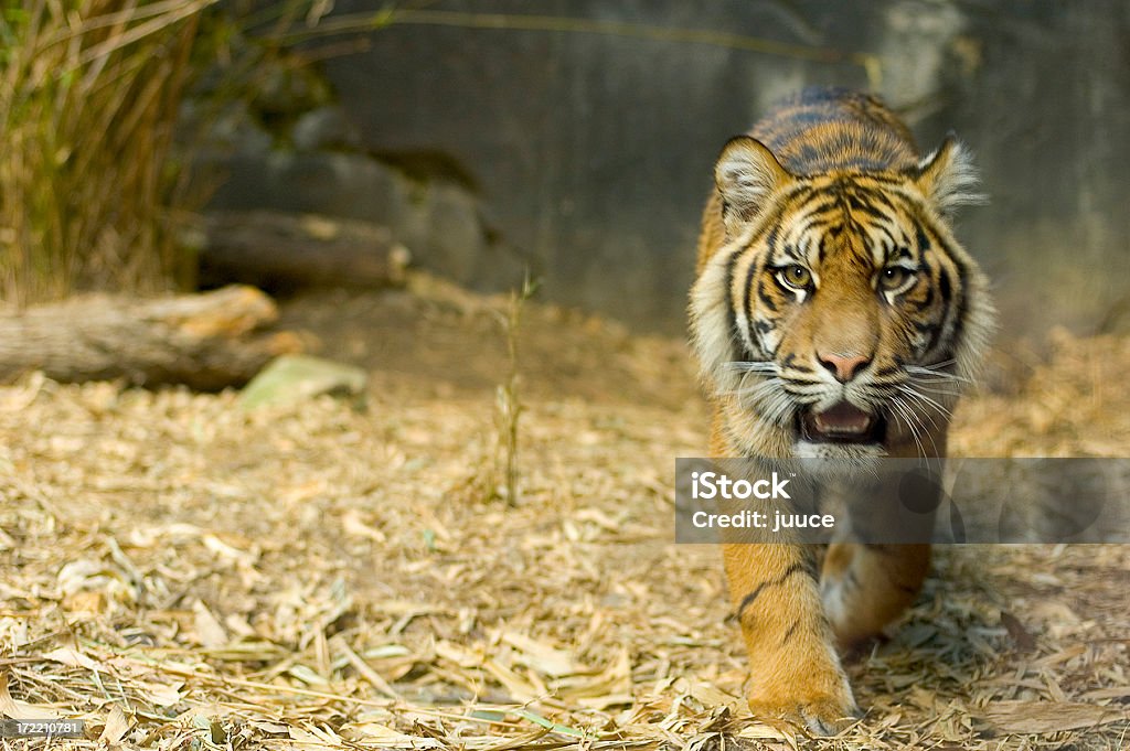 Тигр - Стоковые фото Бенгальский тигр роялти-фри