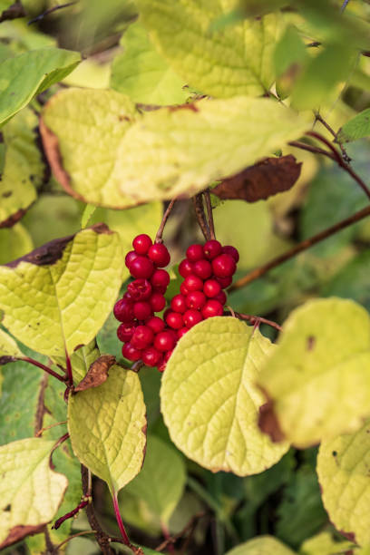 istock Red berries on a branch with green leaves 1722108054