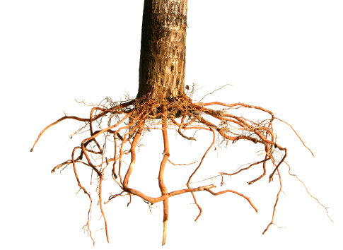 Uprooted tree with the root system visible.  Isolated on white for all kinds of fun designs.