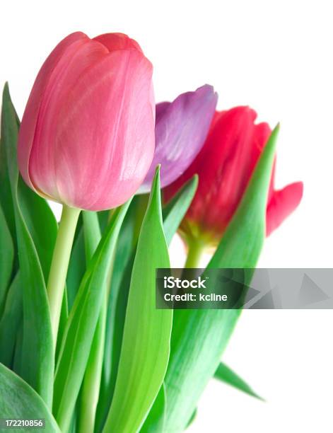 Tulpen Stockfoto und mehr Bilder von Blume - Blume, Blumenbouqet, Blumenschmuck