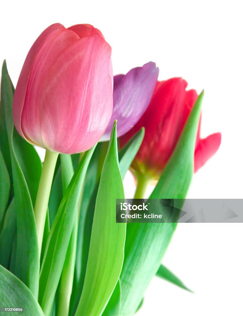 Tulipani - Foto stock royalty-free di Bianco