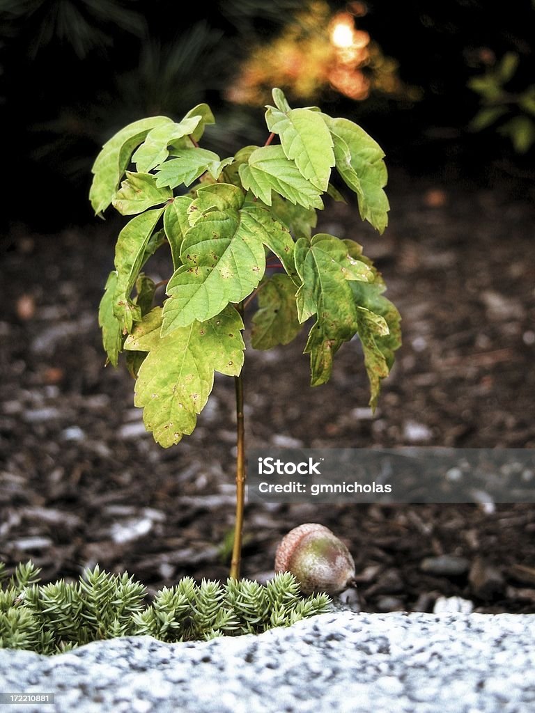 Small tree and acorn A small tree growing beside an acorn Acorn Stock Photo