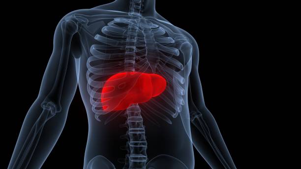 istock Human Internal Digestive Organ Liver Anatomy 1722109121