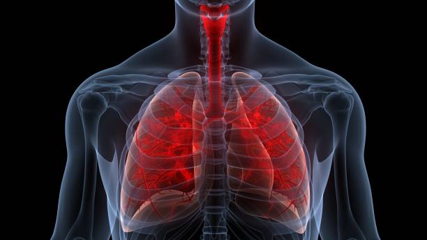 istock Human Respiratory System Lungs Anatomy 1722109134
