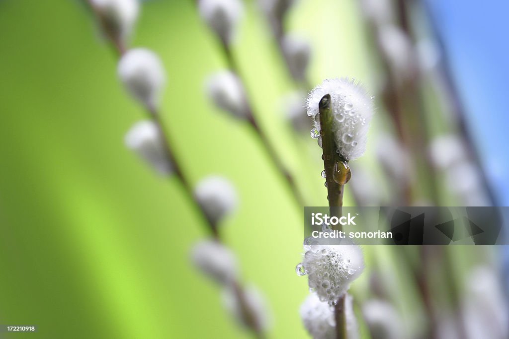 catkin-verde Primavera - Royalty-free Acordar Foto de stock