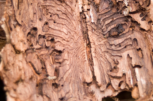 bark beetle decay
