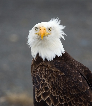 Bad hair day eagle on a windy day.  Plus a question mark look!!  Bad hair day.  Homer, Alaska