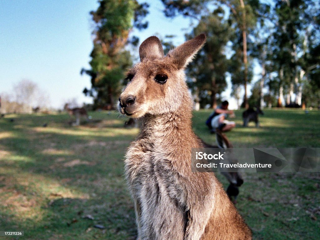 Kangourou australien - Photo de Animaux à l'état sauvage libre de droits