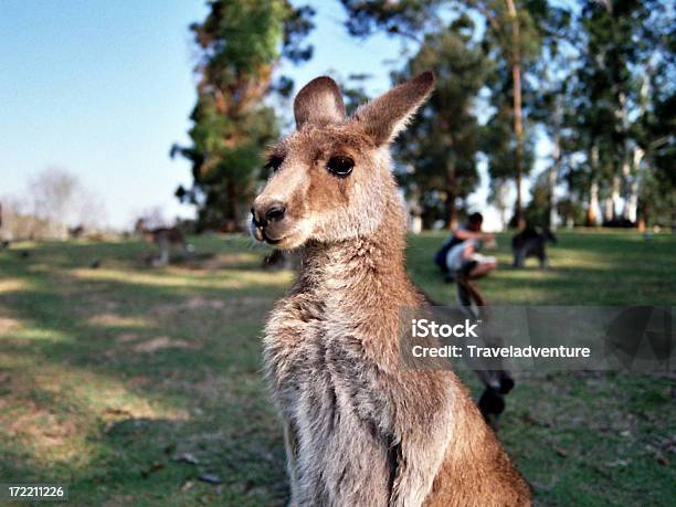Photo libre de droit de Kangourou Australien banque d'images et plus d'images libres de droit de Animaux à l'état sauvage - Animaux à l'état sauvage, Arbre, Australie