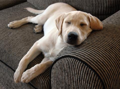 Purebred 4 month old yellow Labrador Retriver puppy taking a morning nap on the couch.