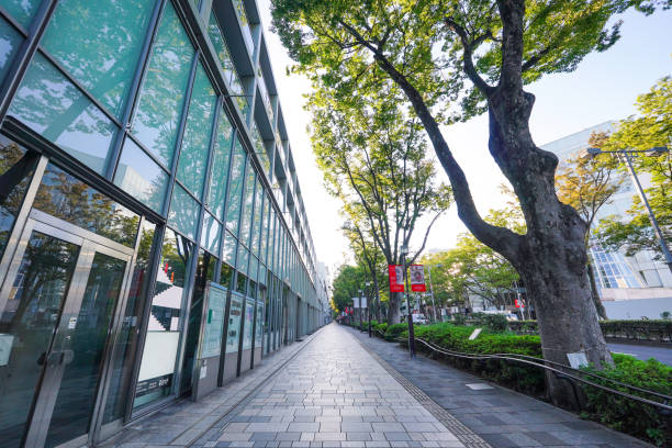istock Omotesando zelkova trees illuminated by the morning sun (Shibuya Ward, Tokyo) 1722114040