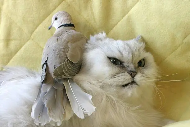 Photo of cats hate birds