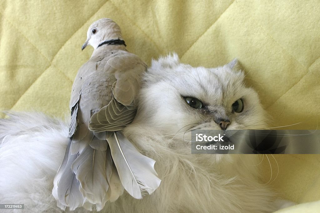 Кошкина ненависть birds - Стоковые фото Голубь роялти-фри
