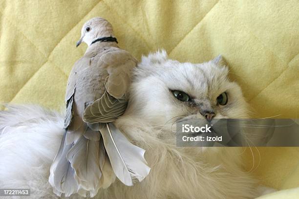 Кошкина Ненависть Birds — стоковые фотографии и другие картинки Голубь - Голубь, Домашняя кошка, Небрежность