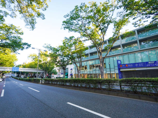 istock Omotesando zelkova trees illuminated by the morning sun (Shibuya Ward, Tokyo) 1722114600