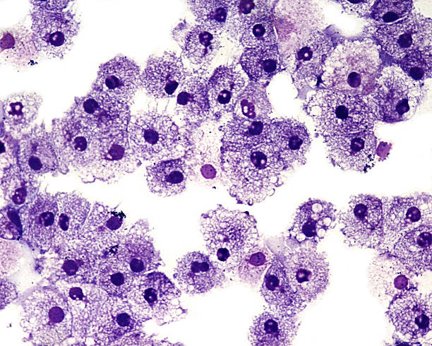 인간 백혈구 - immune cell 뉴스 사진 이미지