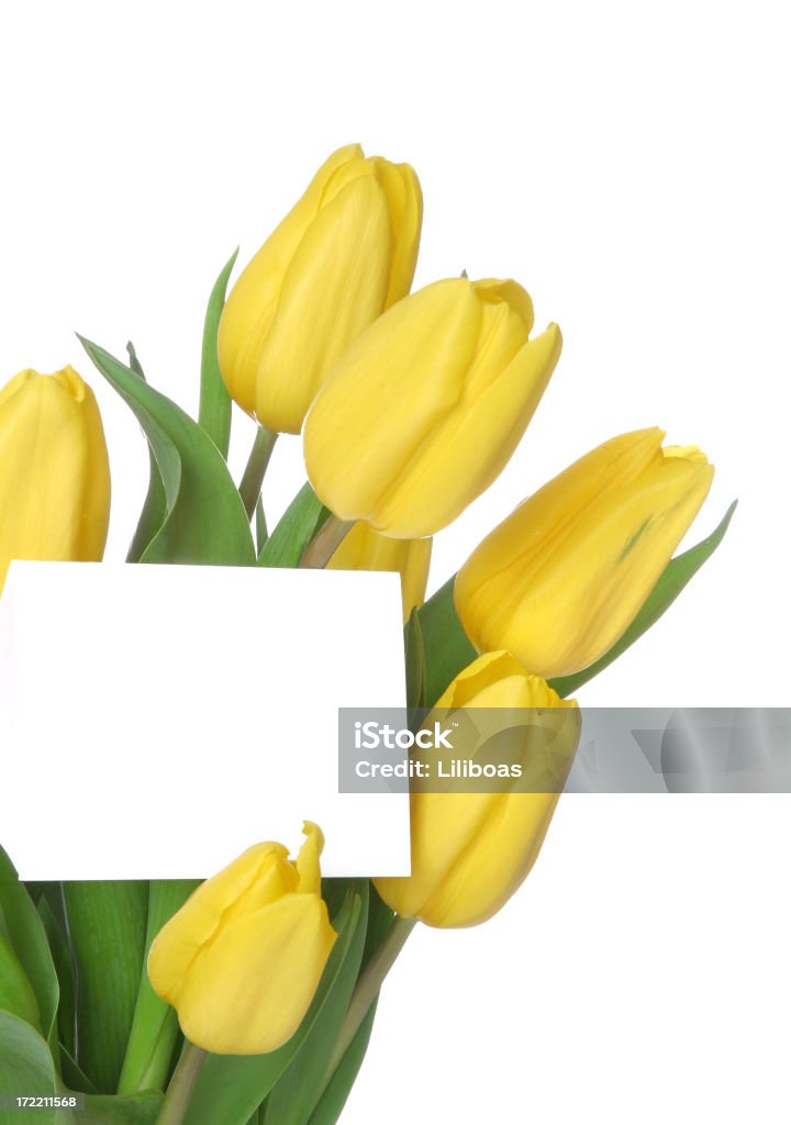 Tulipani serie (verticale con copyspace & vuoto carta - Foto stock royalty-free di Cartolina di auguri