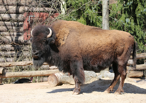 American Bison standing by The Fence and getting sun at Local Farm in Hanover, Germany