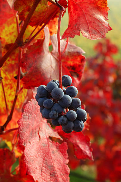 jesień winogron - 1 - napa valley vineyard autumn california zdjęcia i obrazy z banku zdjęć