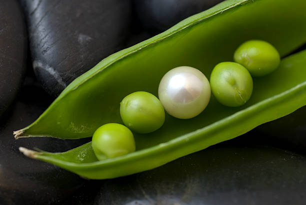 Treasure under Pearl in sweet pea pod on black river stones individual event stock pictures, royalty-free photos & images