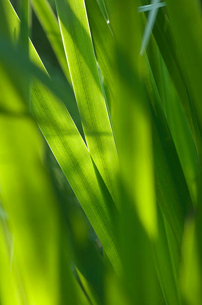 istock Close up of grass 172212153