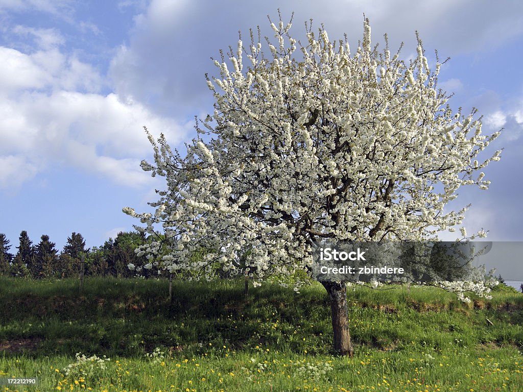 Ablooming Вишня дерево весной - Стоковые фото Без людей роялти-фри