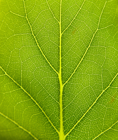 leaf macro shot, shallow DOF